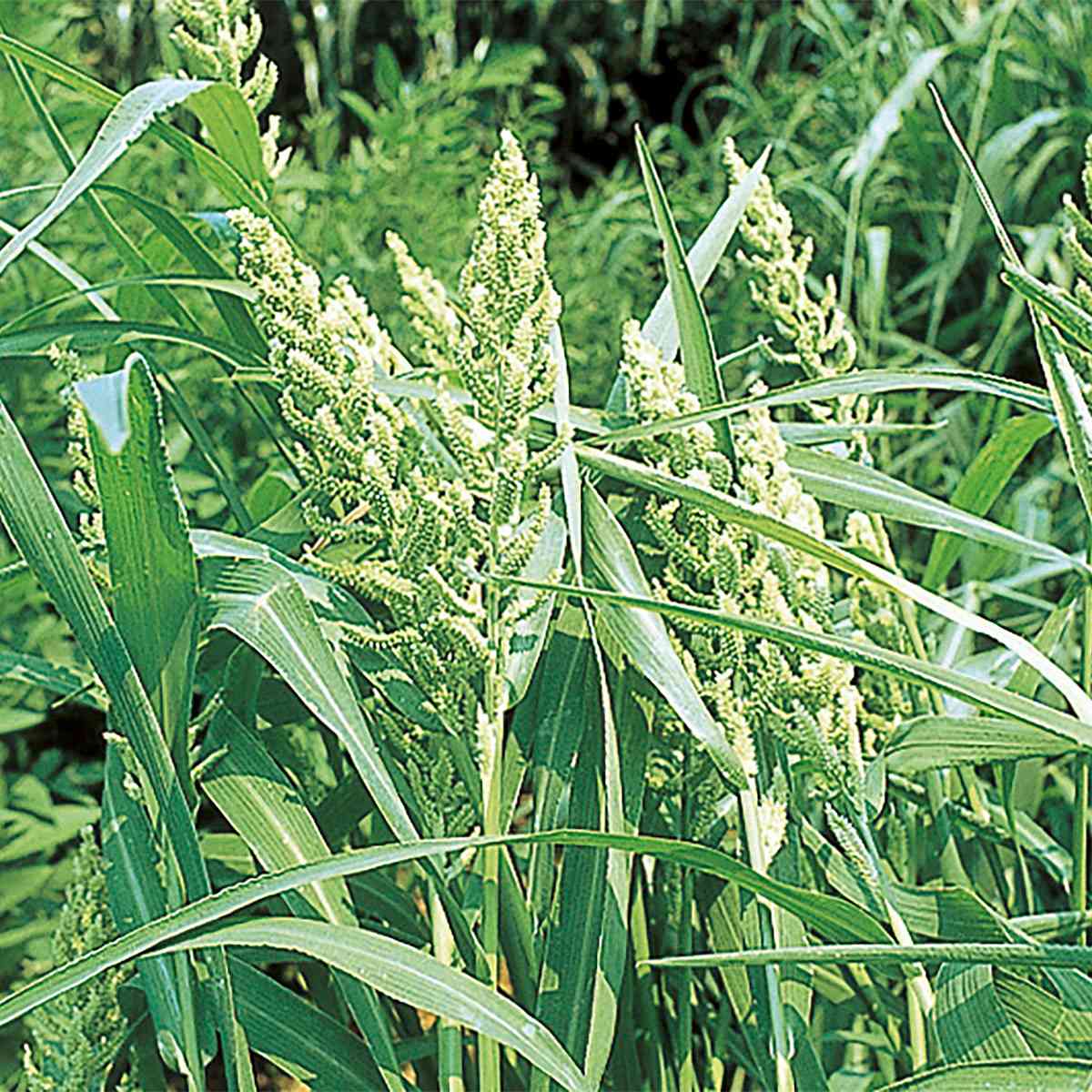 ひえ ホワイトパニック 20kg (1kg×20袋) タキイ種苗 緑肥 種子 牧草 種子 飼料 緑...