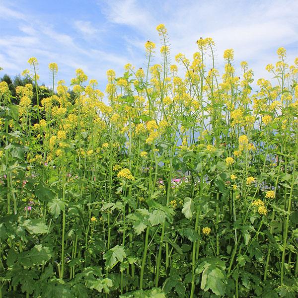 緑肥種 緑肥用からしな シロカラシ 黄花のちから 1kg タキイ種苗 緑肥 種 緑肥 種...