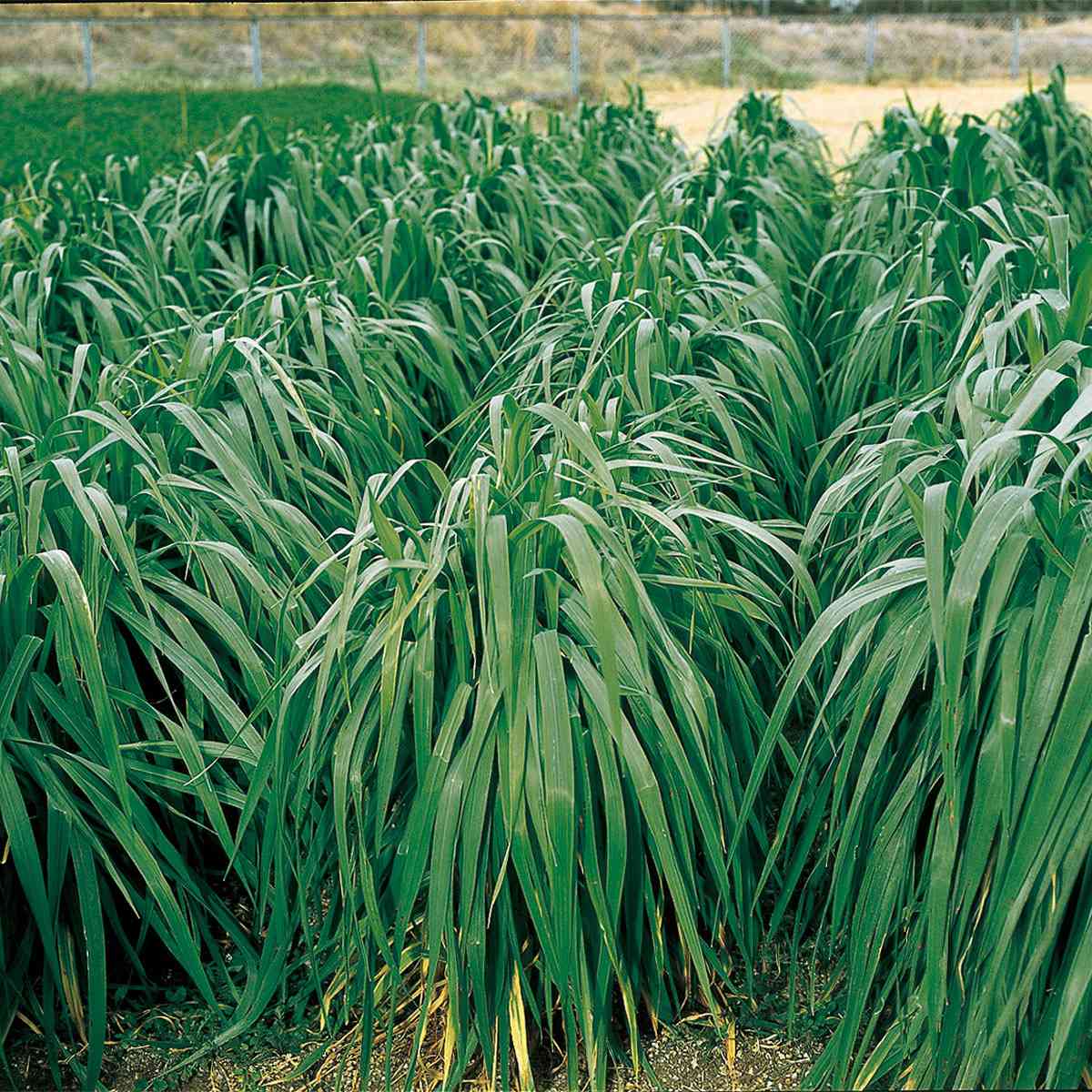えん麦 (青刈用) 前進 20kg (1kg×20袋) タキイ種苗 緑肥 種子 牧草 種子 中生 えん...