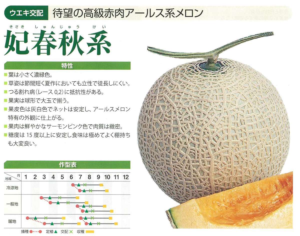 大容量 営利種子 妃 春秋系赤肉 メロン 100粒 横浜植木 高級メロン 種 メロン 種子 アールス系メロン メロンの種 メロンの種子 野菜 種 野菜 種子 メロン 高級 3