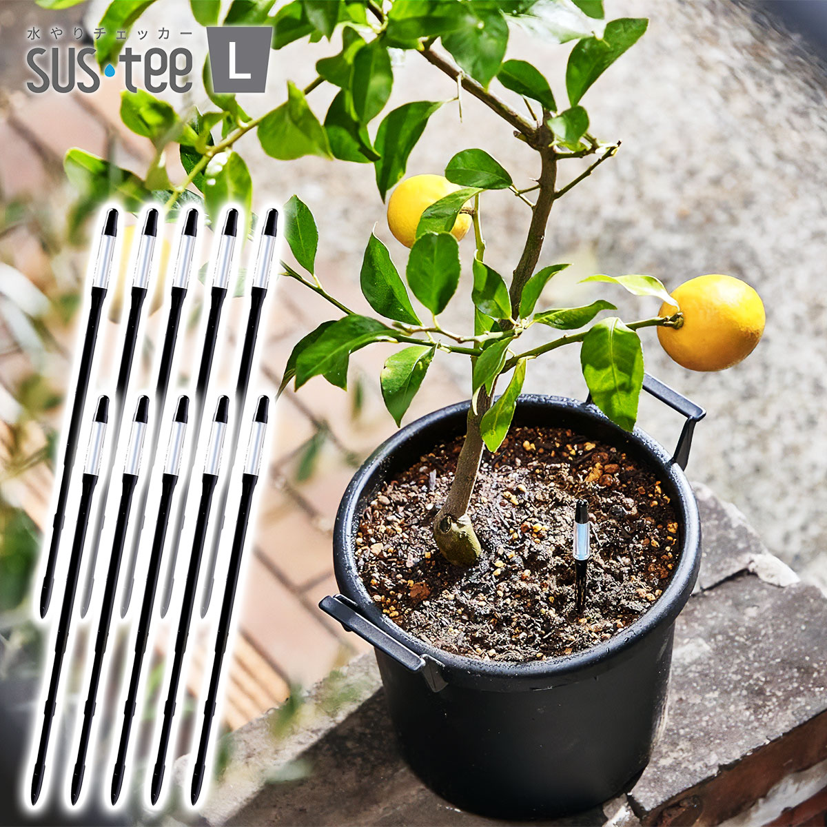 水やりチェッカー SUS-TEE(サスティー) Lサイズ ブラック C-0033-BK ×10本 キャビノチェ 6～12号鉢用 植物用水分計 M