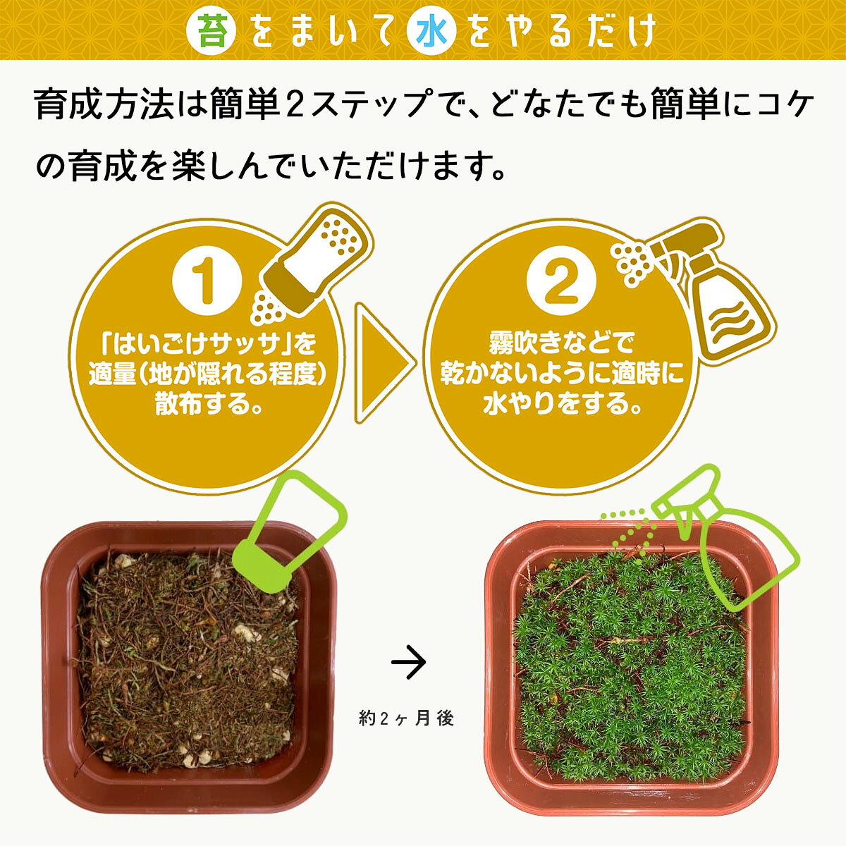 乾燥粉末ハイゴケ はいごけサッサ ビックアロー 盆栽 苔 ジオラマ 苔 テラリウム ...