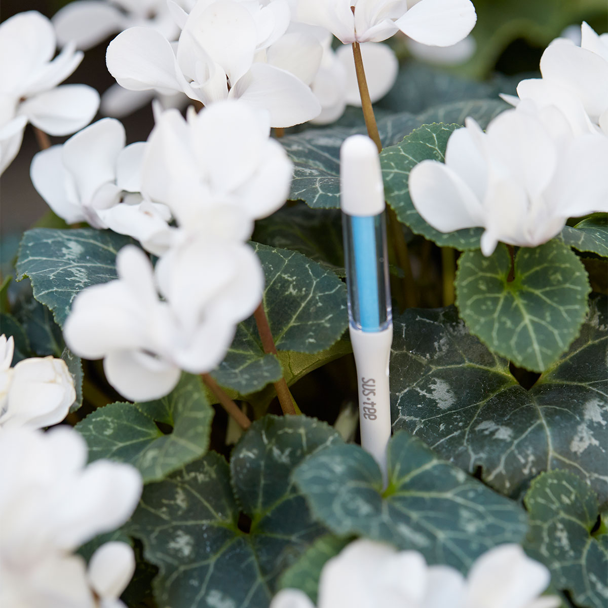 ��������å��� SUS-TEE(�����ƥ���) L������ �ۥ磻�� ����ӥΥ��� 6��12��ȭ�� ��ʪ�ѿ�ʬ�� M