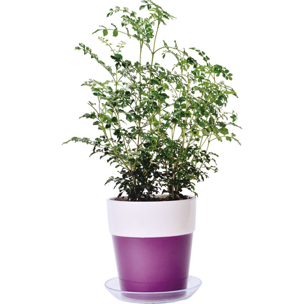 ���ꥢ�ץ졼�� 4�� ���ꥢ�֥�å� ���¥ץ饹���å� ȭ�� M12