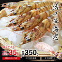 特大のみは当店限定【創業100年以上】原田丸海産の活き車海老 350g (約35g×10尾) 山口県秋穂から活きたまま