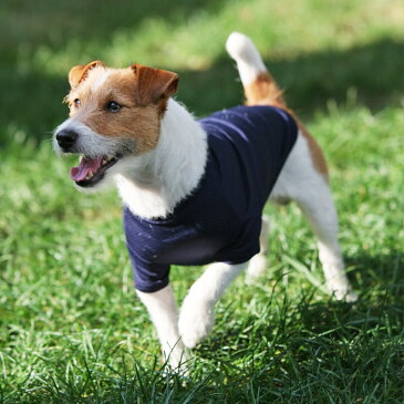 メーカー希望小売価格より30％OFF犬と生活 メッシュ雨の日Tシャツ LGL（大型犬用）犬と生活 レインコートが苦手なワンちゃんに！