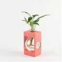 カラーアクア プラントコーラル(観葉植物付き) 水栽培 水耕栽培 グリーン ミニ 観葉植物 おしゃれ鉢 雑貨 インテリア ハイドロカルチャー 植木鉢 モダン 引...