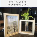 グリーンメモリ(観葉植物付き)水耕栽培 グリーン 観葉植物 おしゃれ鉢 雑貨 インテリア ハイドロカルチャー 植木鉢 モダン 引っ越し祝い プレゼント 開店祝い...