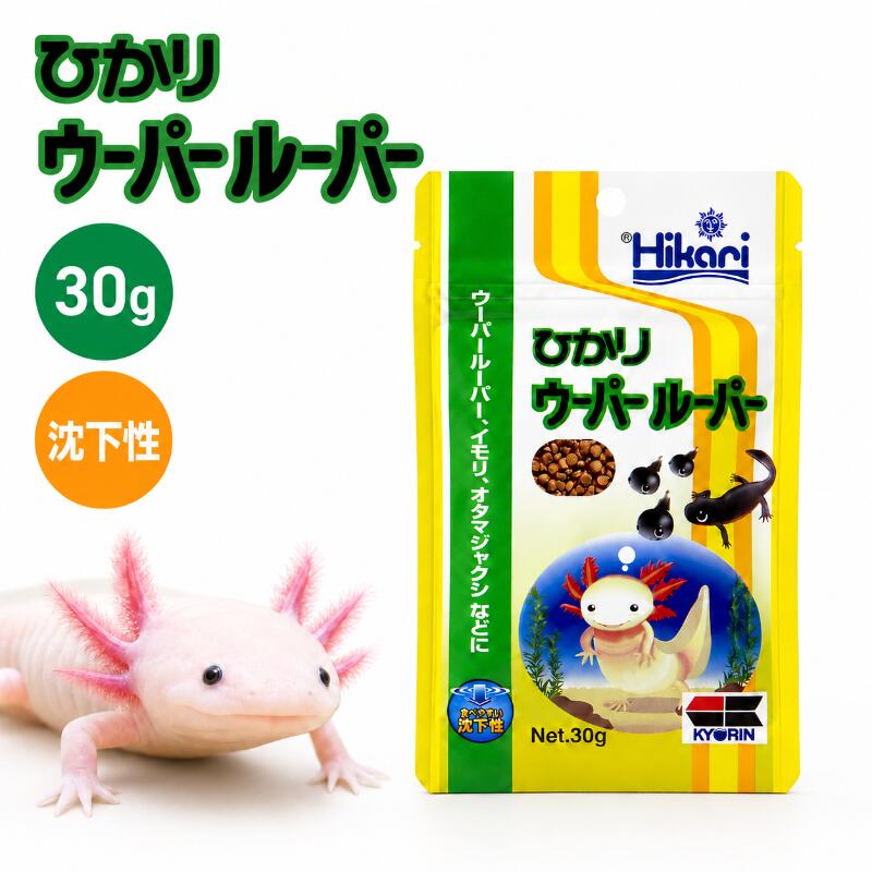 楽天市場】ウーパールーパー 販売の通販