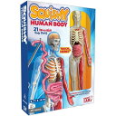 解剖学 ぐにゃぐにゃ 人体学習ツール Smart Lab Toys Squishy Human Body Science Set