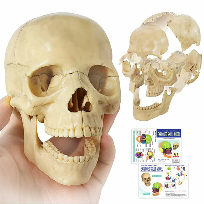 15ピース頭蓋骨モデル・教育向け 専門家 教育ツール 人体模型 Evotech Mini Human Skull Model, Didactic 15 Parts Palm-Sized Anatomy Skull Model, Exploded Skull, Medical Anatomy and Physiology