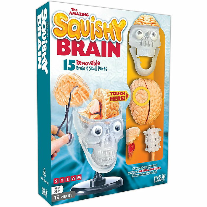 楽天Wolfgang G【解剖学】本物の人間の脳を模した解剖学モデル 　SmartLab Toys The Amazing Squishy Brain