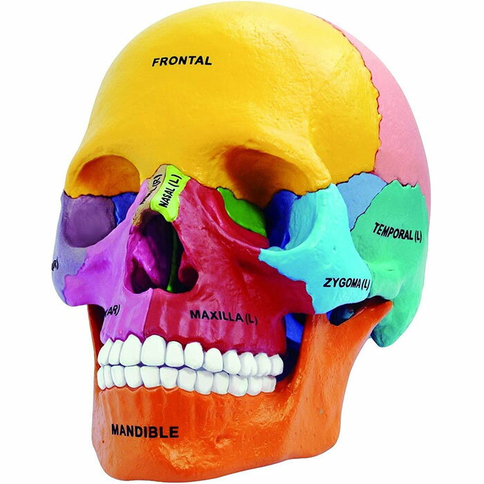 頭蓋骨モデル 4D Master 4D Anatomy Didactic Exploded Skull Model