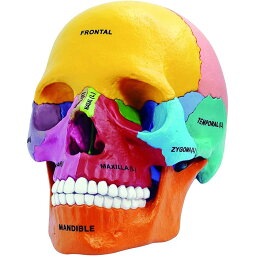【解剖学を英語で学ぶ】頭蓋骨モデル 4D Master 4D Anatomy Didactic Exploded Skull Model
