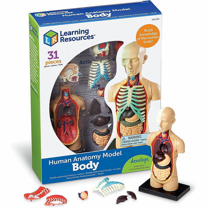 人体模型　31ピース　人体学習ツール　人体パズル　Learning Resources Human Body Model, 31 Pieces