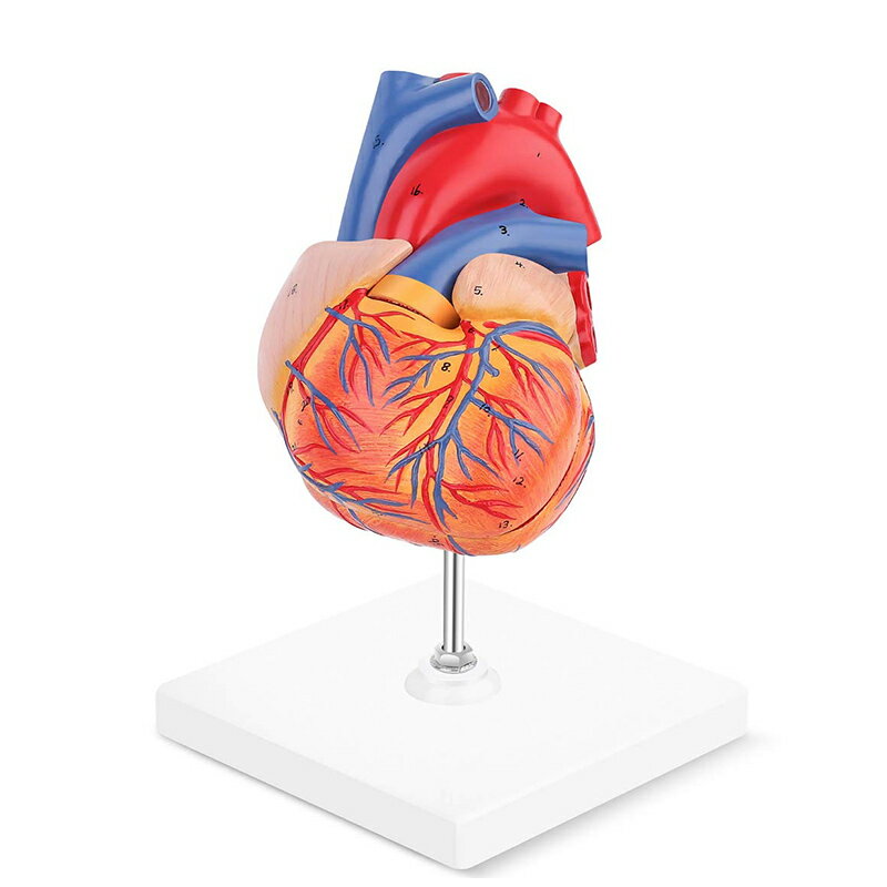 【解剖学を学ぶ】　LYOU　Human Heart Model　実物大　3D心臓