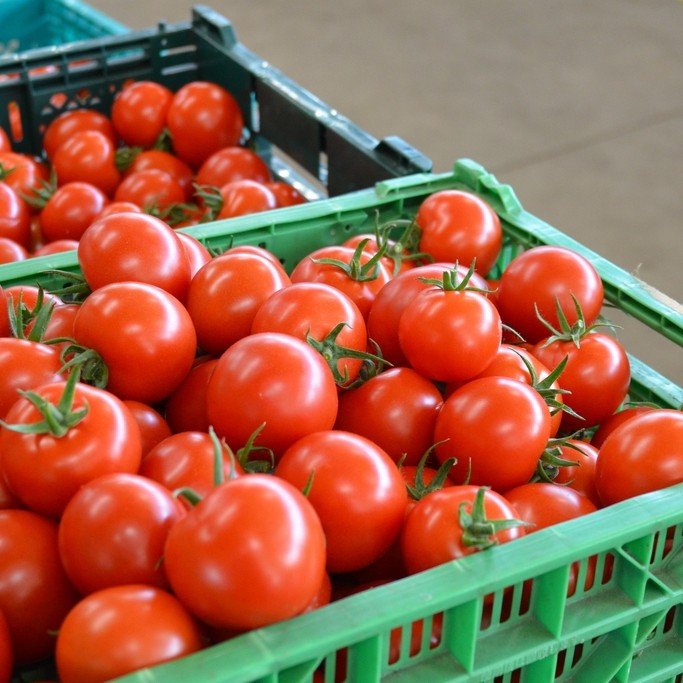 ワンダーファーム　フルティカ　 中玉トマト　3kg お取り寄せ野菜 ギフト　トマト