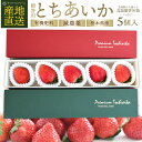 いちご いちご とちあいか 贈答用 5個入り 栃木県産とちあいか 苺 イチゴ 糖度 甘い itigo 高級イチゴ イチゴギフト 苺ギフト 高級苺 果物 高級 フルーツ 高級フルーツ 母の日 栃木県産 栃木県 栃木 農家 直送 産地直送 配達 美味しい おいしい 贈答 好き プレゼント ギフト 贈り物