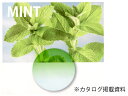 【レンズ交換オプション】カラーレンズ「ミント」＜ツインカラー＞ LENS-MINT-T 伊達メガネ 老眼鏡 度付き 遠近両用レンズなどに対応