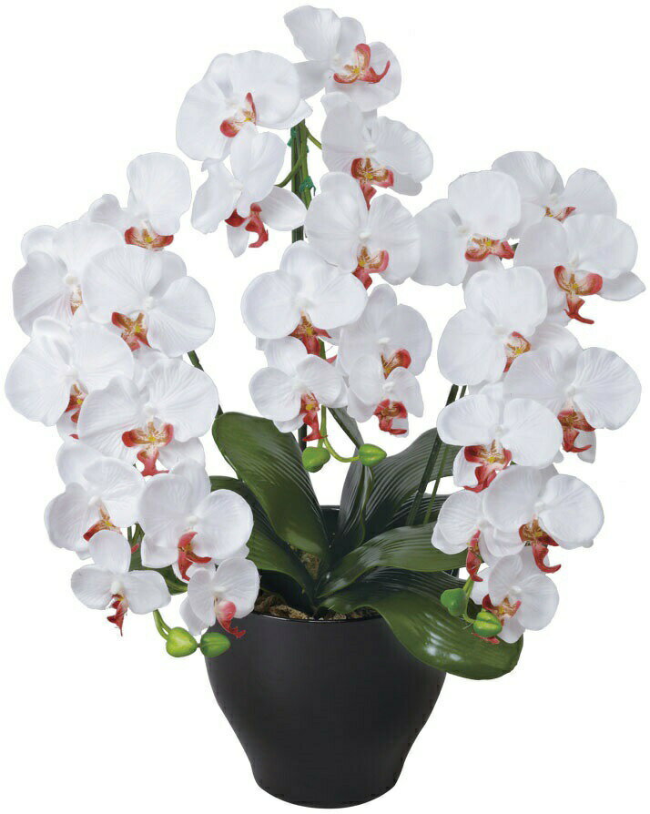 フェイクグリーン 観葉植物 フェイク 人工観葉植物 光触媒 造花 インテリア リアル おしゃれ お祝い 樹 木 室内 人気 空気清浄 玄関 リビング オフィス 部屋 シンプル 抗菌 消臭 観葉樹 胡蝶蘭 せリース W