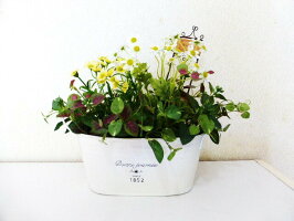 造花観葉植物ミックスプランツ触媒加工品2つの中から1っお選びください。