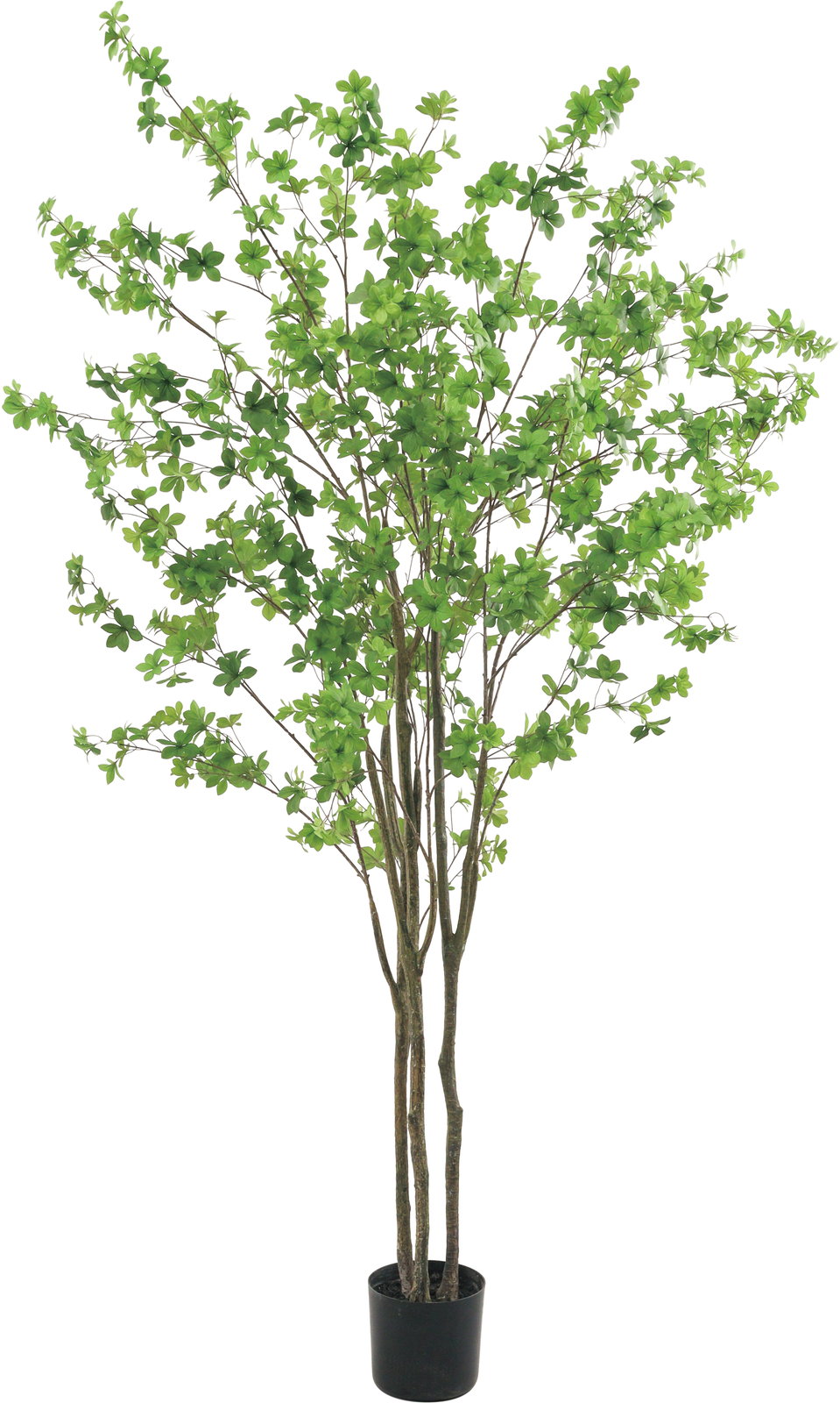 人工観葉植物　フェイクグリーン　ドウダンツツジ2.1m　大型グリーン