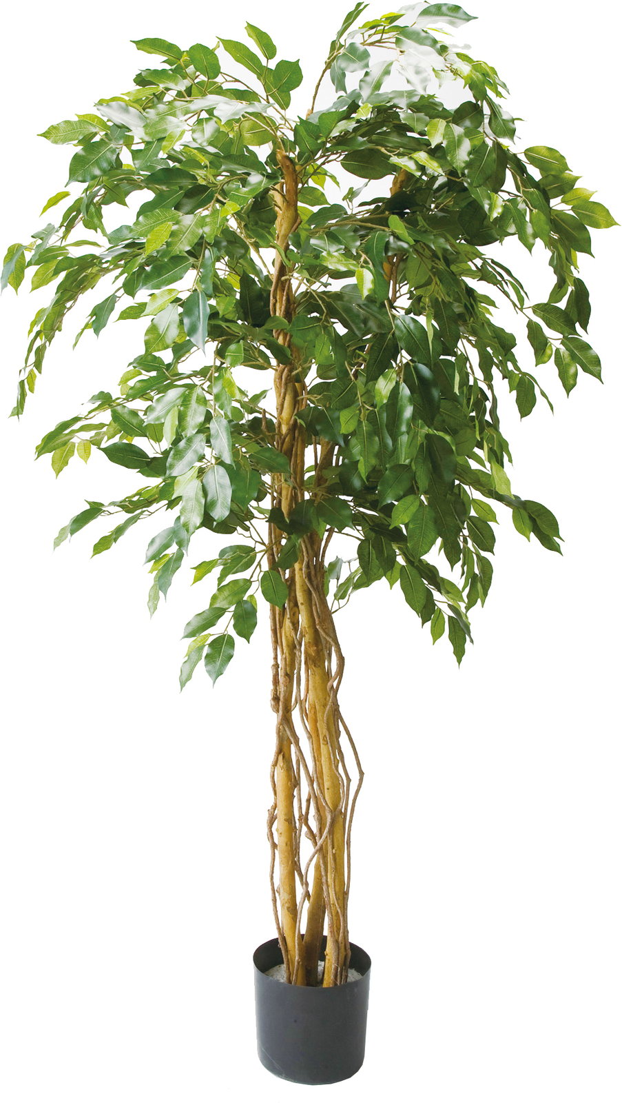 人工観葉植物　フェイクグリーン　ベンジャミン1.8m　トリプルバイイン1.8m　大型グリーン