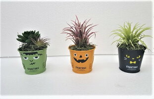 【ハロウイン】【ハロウインボタニカ3点セット】造花人工観葉植物【送料無料】