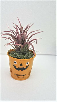 【ハロウイン】【ハロウインボタニカ3点セット】造花人工観葉植物【送料無料】