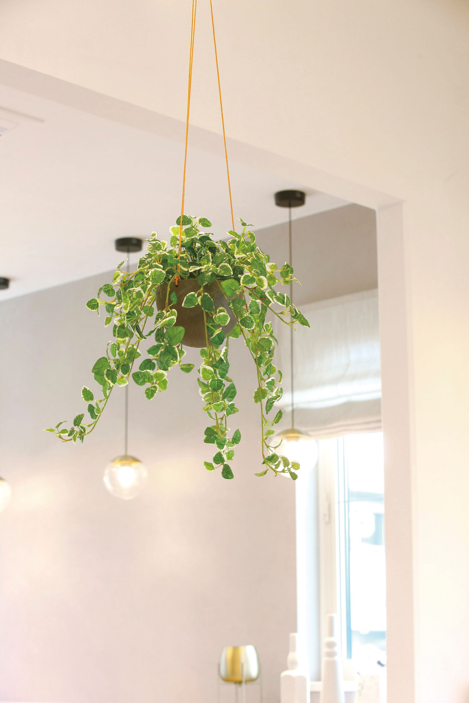 造花人工観葉植物　光の楽園プミラハンギング　2025年度新商