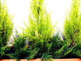 ゴールドクレストウッドプランター【人工観葉植物】【造花】【udd触媒加工済】【防カビ・抗ウイルス・防菌・消臭】【到着後送料無料】【¥5980】【5000円代〜】【6000円以下】【玄関】【駐車場】【ディスプレイ】【お手入れいりません】