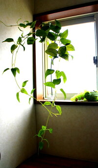 【人工観葉植物】【リキュウソウ}