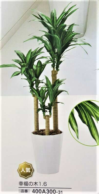 予約販売品 光触媒 人工観葉植物 光の楽園 人工観葉植物 光触媒 送料無料 幸福の木1 6m 50 Off Mercafarma Com Gt 予約販売品 光触媒 人工観葉植物 光の楽園 人工観葉植物 光触媒 送料無料 幸福の木1 6m 50 Off Mercafarma Com Gt