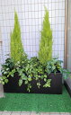 フェイクグリーン 人工観葉植物 ゴールドクレストプランター 2本立て 屋外使用可 送料無料 フェイク プランター 綺麗 本物そっくり インテリア インテリアグリーン オシャレ カフェ ディスプレイ 店舗