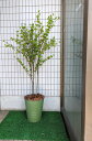 zfk-3 人工観葉植物 ドウダンツツジ鉢植え1.4m フェイクグリーン 観葉植物 ディスプレイ カフェディスプレイ 商業施設 オシャレ 枯れない お手入れ簡単...