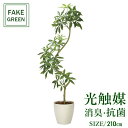 楽天造花の専門店 きつつきフェイクグリーン 観葉植物 フェイク 人工観葉植物 光触媒 造花 インテリア リアル おしゃれ お祝い 樹 木 室内 人気 空気清浄 玄関 リビング オフィス 部屋 シンプル 抗菌 消臭 観葉樹 ツイストパキラ2.1m（組立式） 2336a780