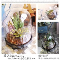 ボタニカル/アレンジメント/ボタニカルアレンジ/雑貨/サボテン/選べる2種類/ボタニカル/多肉アレンジメント/ドームアレンジメント/造花多肉/フェイク多肉/ガラス花器/オシャレ/贈り物/ギフト/記念日/誕生日/お花/最安値に挑戦/多肉/フェイクグリーン/領収書発行