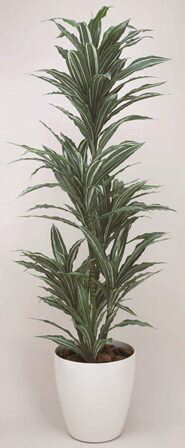 人工観葉植物 ワーネッキー人工観葉植物 1 8m 造花 人工観葉植物 光触媒加工 人工観葉植物 送料無料 フェイクグリーン ワーネッキー1 8 代引き不可 光触媒人工観葉植物光の楽園人工観葉植物ワーネッキー1 8m光触媒加工送料無料フェイクグリーン 人工観葉植物 ワーネッキー人工観葉植物 1 8m 造花 人工観葉植物 光触媒加工 人工観葉植物 送料無料 フェイクグリーン ワーネッキー1 8 代引き不可 光触媒人工観葉植物光の楽園人工観葉植物ワーネッキー1 8m光触媒加工送料無料フェイクグリーン