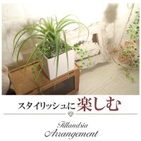 フェイクグリーンティランジア造花人工観葉植物グリーンお洒落インテリア人気フェイクグリーンティランジア造花ボタニカルインテリアショップ多肉Arrangementアレンジメントカフェ風インテリア小物雑貨