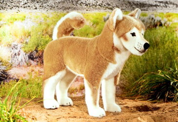 【最大1200円OFFクーポン配布中】ケーセン　柴犬（大）　【ケーセン　動物　出産祝い　誕生日　赤ちゃん　ベビー　1歳　2歳　3歳　ぬいぐるみ】