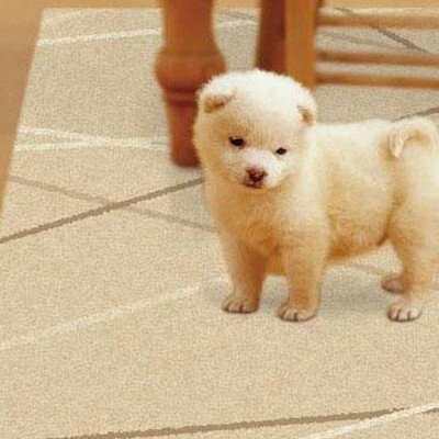 ペット 滑り止め マット シート 犬 老犬 滑り止めシート 滑り止めマット 防水 拭ける カーペット ...