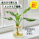 【水だけで育てる観葉植物】アグラオネママリア 土を使わない 観葉植物 水耕栽培 インテリア 植物 室内 育てやすい ハイドロカルチャー 水栽培 ミニ観葉植物 小...