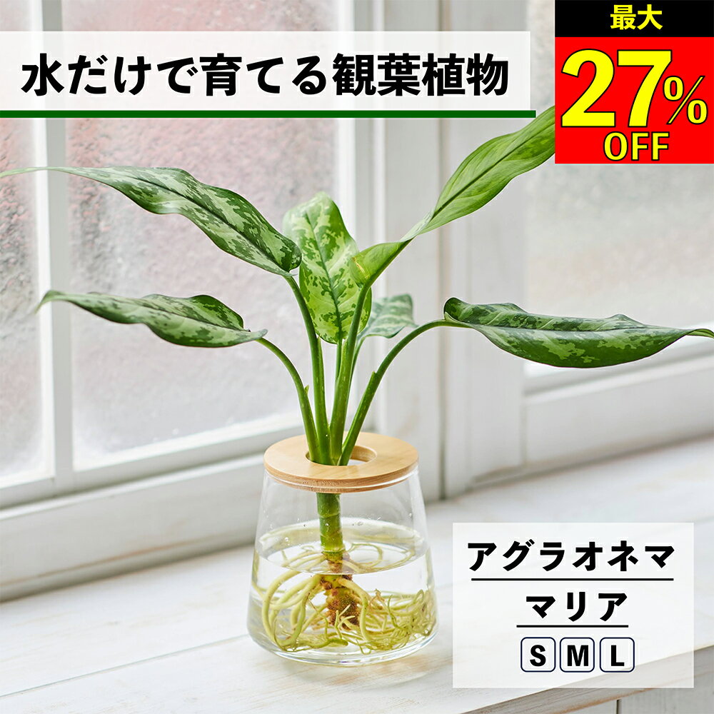 【全品10％OFF＋最大20％クーポン】 観葉植物 水耕栽培 アグラオネマ マリア 水だけで育てる ハイドロカルチャー 土を使わない インテリア 観葉植物 初心者 室内 育てやすい 水栽培 植物 ミニ観葉植物 卓上 リビング 玄関 小さい おしゃれ かわいい WOOTANG 植物