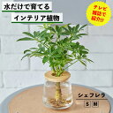 【水だけで育てる観葉植物】シェフレラ 土を使わない 水耕栽培 観葉植物 インテリア 植物 室内 育てやすい ハイドロカルチャー 水栽培 ミニ観葉植物 小さい お...