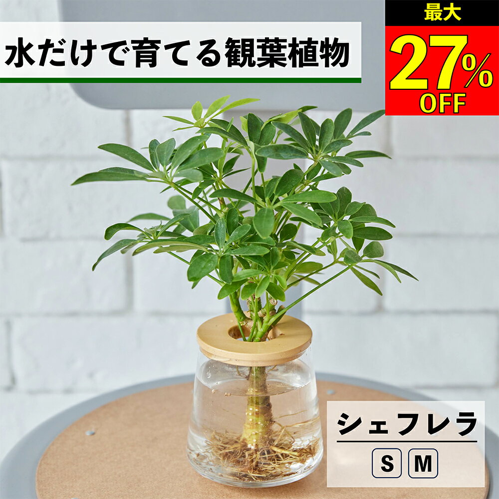 【全品10％OFF＋最大20％クーポン】 観葉植物 水耕栽培 シェフレラ カポック ハイドロカルチャー 水だけで育てる 土を使わない インテリア 観葉植物 初心者 室内 育てやすい 水栽培 植物 卓上 リビング 日陰 洗面所 小さい 小型 鉢 WOOTANG ウータン 植物
