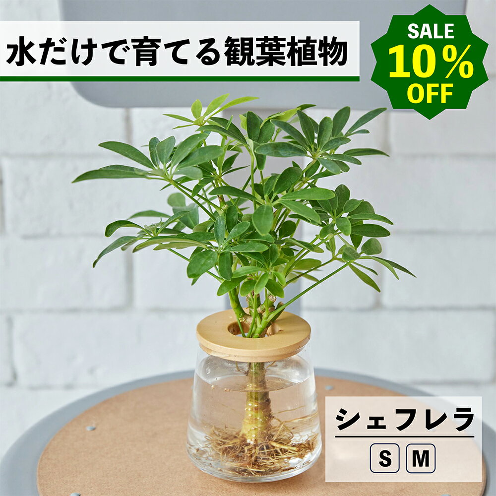 【2点以上購入で1,000円OFF】観葉植物 水耕栽培 シェフレラ カポック ハイドロカルチャー 水だけで育てる 土を使わない インテリア 観葉植物 初心者 室内 育てやすい 水栽培 植物 卓上 リビング 日陰 洗面所 小さい 小型 鉢 WOOTANG ウータン 植物 かわいい