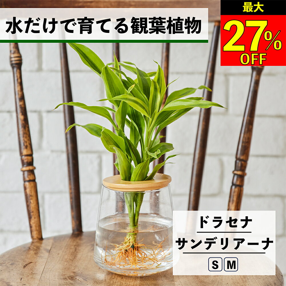 【全品10％OFF＋最大20％クーポン】 観葉植物 水耕栽培 ドラセナ サンデリアーナ ハイドロカルチャー 水だけで育てる 土を使わない インテリア 観葉植物 初心者 室内 育てやすい 水栽培 植物 卓上 リビング 小さい 小型 WOOTANG ドラセナサンデリアーナ