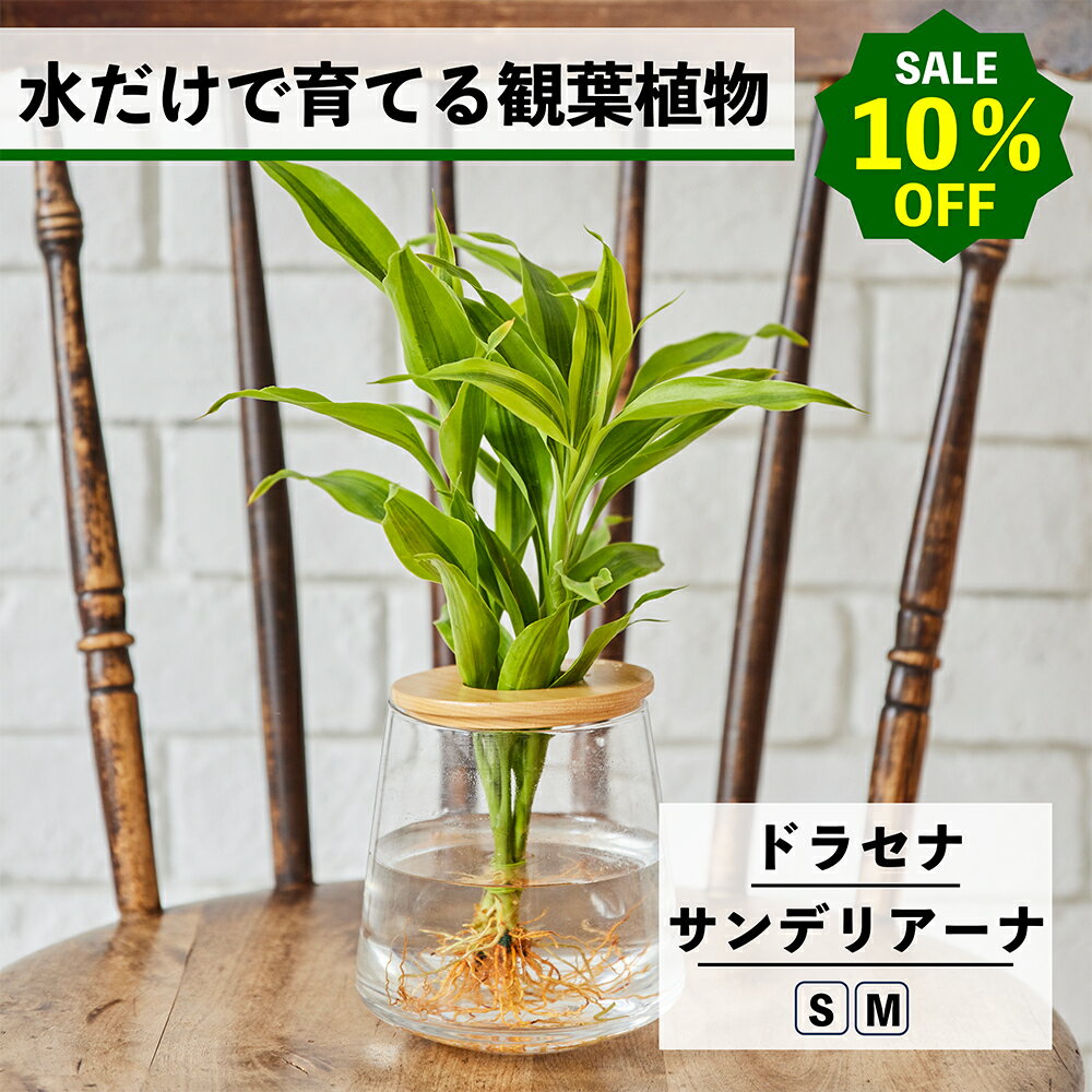【2点以上購入で1,000円OFF】観葉植物 水耕栽培 ドラセナ サンデリアーナ ハイドロカルチャー 水だけで育てる 土を使わない インテリア 観葉植物 初心者 室内 育てやすい 水栽培 植物 卓上 リビング 小さい 小型 WOOTANG ドラセナサンデリアーナ 植物 バンブー
