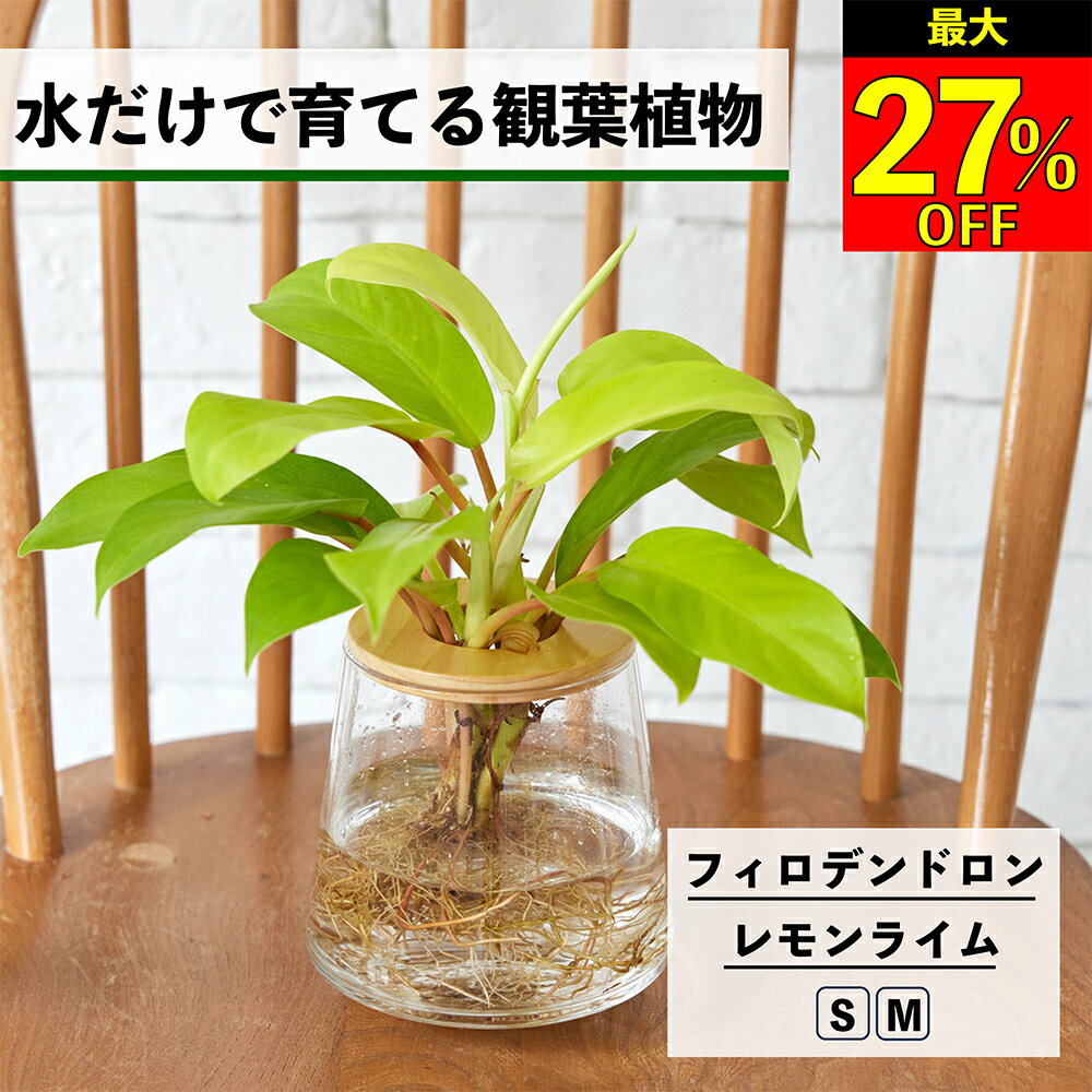 【全品10％OFF＋最大20％クーポン】 観葉植物 水耕栽培 フィロデンドロン レモンライム 水だけで育てる ハイドロカルチャー 土を使わない インテリア 室内 育てやすい 水栽培 植物 ミニ 卓上 リビング 洗面所 小さい おしゃれ かわいい WOOTANG ウータン