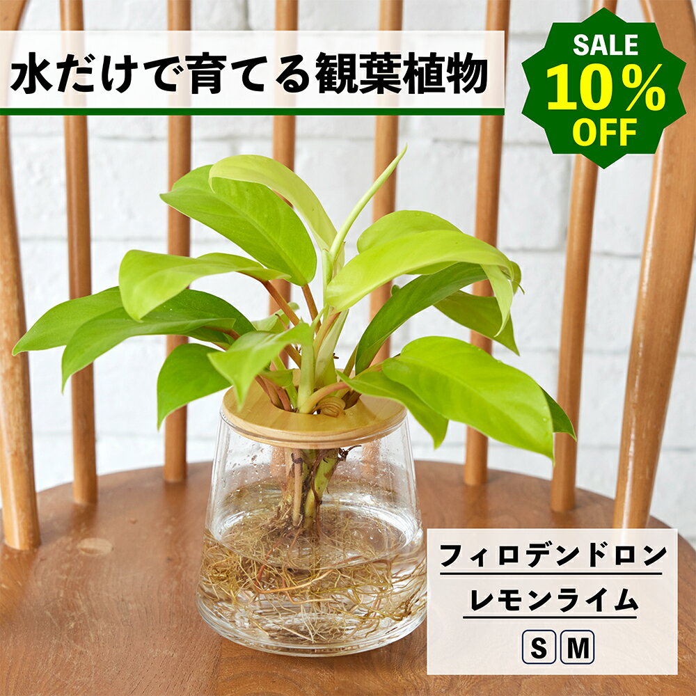【2点以上購入で1,000円OFF】観葉植物 水耕栽培 フィロデンドロン レモンライム 水だけで育てる ハイドロカルチャー 土を使わない インテリア 室内 育てやすい 水栽培 植物 ミニ 卓上 リビング 洗面所 小さい おしゃれ かわいい WOOTANG ウータン 植物